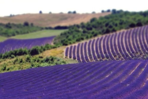 BIObrandstof GMT lavender fields screenshot_2026-02-23_222746_edited