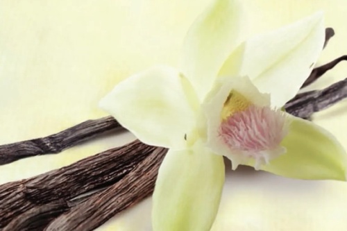 BIObrandstof GMT Vanilla screenshot_2026-02-23_223630_edited