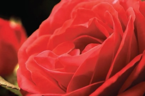 BIObrandstof GMT rose flower screenshot_2026-02-23_223755_edited