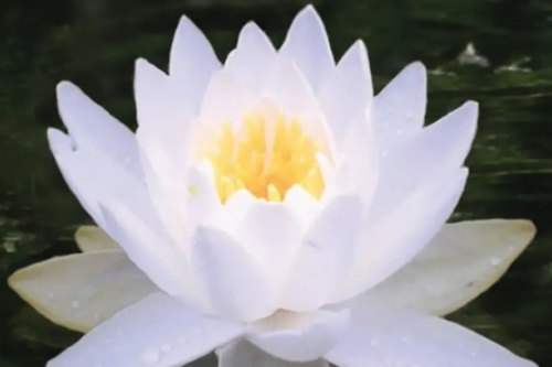 BIObrandstof GMT Lotus flower screenshot_2026-02-23_223939_edited