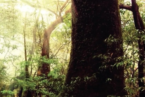 BIObrandstof GMT forest spell screenshot_2026-02-23_224116_edited